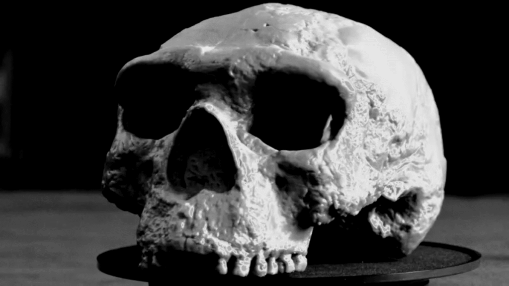 Million-year-old Yunxian 2 skull reconstruction with CT scans and 3D modeling tools.